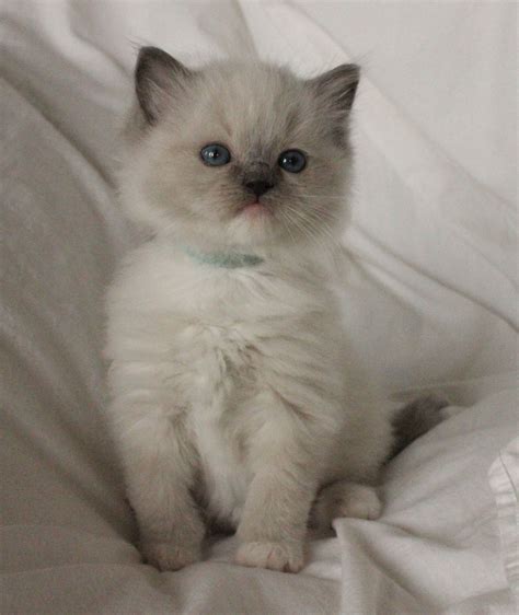 mitted ragdoll|blue mitted ragdoll for sale.